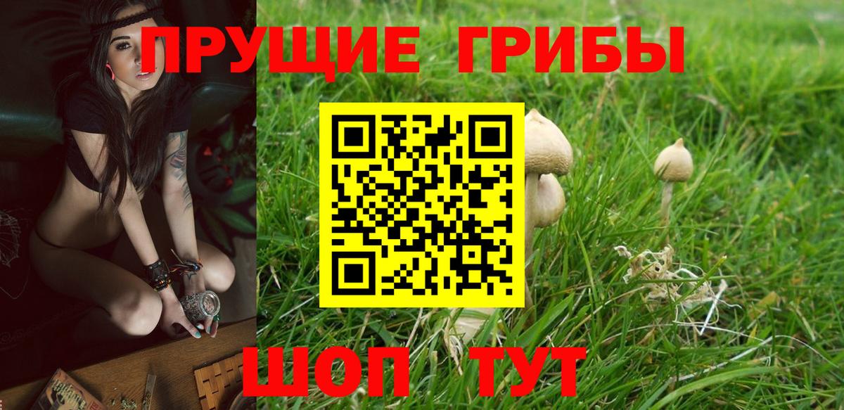 Псилоцибиновые грибы Psilocybe Канаш